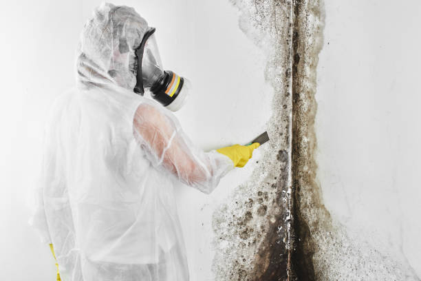 Best Mold Removal Near Me  in Milford, UT