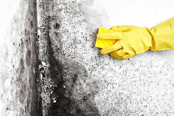 Best Mold Cleaning Services  in Milford, UT