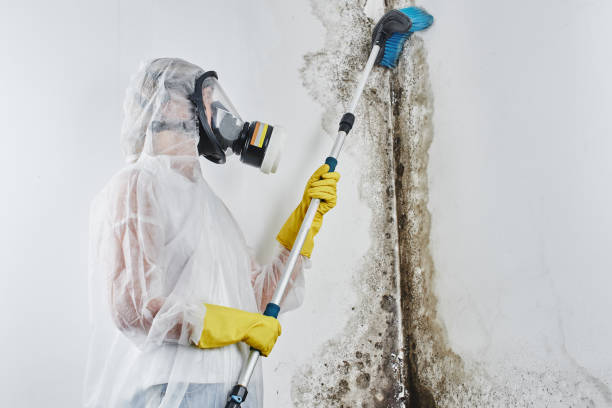 Best Mold Damage Repair  in Milford, UT