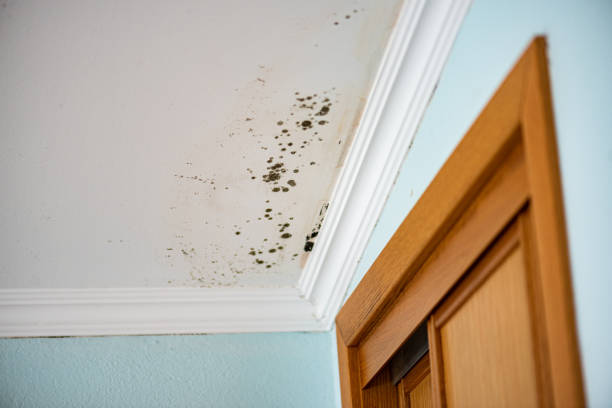 Best Mold Removal Company Near Me  in Milford, UT