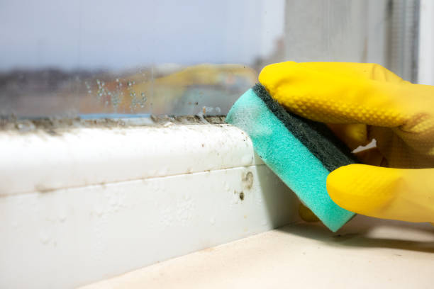 Professional Mold Removal in Milford, UT