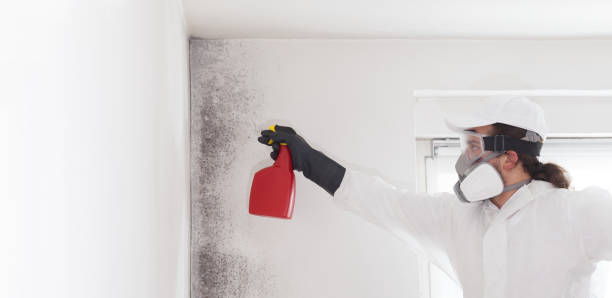 Best Mold Removal and Inspection  in Milford, UT