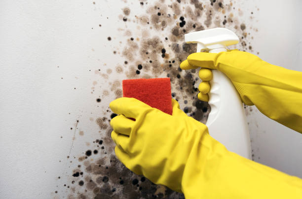 Best Commercial Mold Removal  in Milford, UT