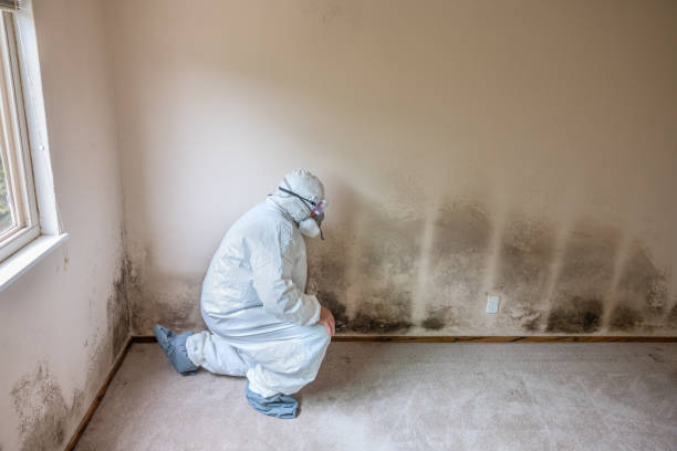 Best Local Mold Removal Service  in Milford, UT