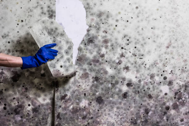 Best Black Mold Removal  in Milford, UT
