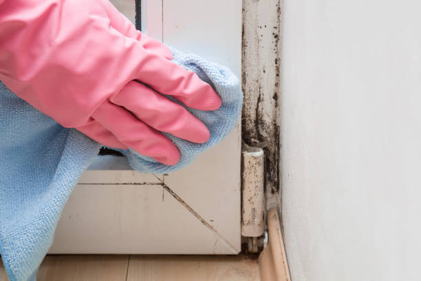 Best Mold Remediation  in Milford, UT